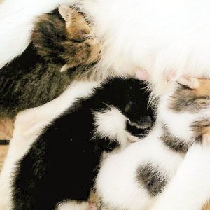 Welcoming new family members 😻😽😸
#cat #kitten #kitty #clozetteid