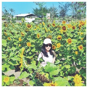 🌻”keep your face to the sunshine and you cannot see the shadow. It’s what the sunflower do.”- Hellen Keller 🌻..........#sunflower #quotes #qotd #beautiful #garden #sky #godcreation #onlybyhisgrace #life #followforlike #followme #likes #likeforfollow #likeforlikes #swag #photoshoot #jogja #jogjatrip #travelgram #ootd #instagood #travelblogger #explorejogja #potd #holiday #clozetteid #jalanjalan #outfits #potdindo #LivieJalanJalan