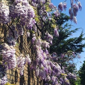 .
Spring Feeling 🌸
.
trying instagram's new feature~ ✌🏻
.
#clozetteid #springiscoming #spring #springfeeling #richmond #richmondriverside #explorerichmond