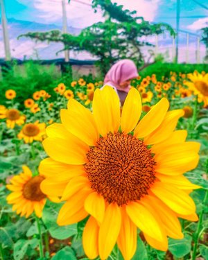 Kapan-kapan kalian mampir yah ke backyard aku. ðŸŒ»

Difotoin buk manaher @windanatalia85
.
.

#vsco #park #earth #livefolk #vacation #instadaily #blue #flowers #sky #nature #clozetteid  #throwbackthursday #travelblogger #picoftheday #travel #pink #instatravel #hijab #indonesia #photoshoot #wonderlust #yellow #sunflower #photooftheday #explorebandung #igers #photography #outdoors #throwback #bandung
