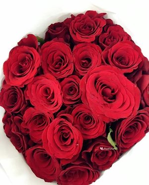 🌹🌹🌹🌹 #red #redroses #mawarsharon #flower #flowers #bunga #rose #rosestagram #beautifulroses #clozetteid