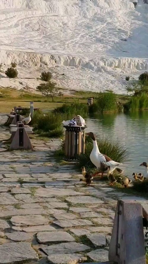 Hidden spot in Cotton Castle, Turkey! Back to my travel journey, this is one of my fave place in Pamukkale. Anyway  the ducks were so grumpy 🤣
#cottoncastle #turkey #travelinladies