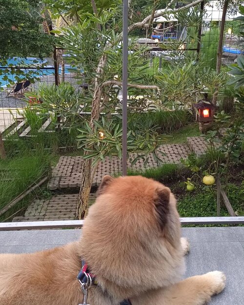 #Repost from Clozetter @jennifermarcellina. @lazy.rocket Enjoying the scenery and bird chirping sound at @villatibra bandung 

#chowchow #chowchowlife #staycation #bandung #potd #clozetteid #petfriendly