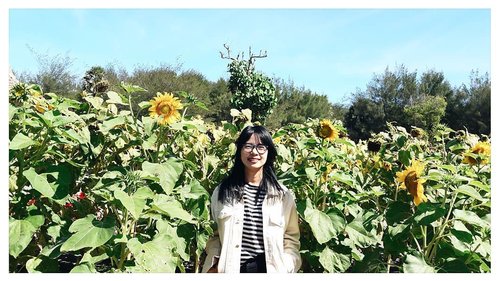 👩‍🎤Tukutuk hamtaro tidur, hamtaro tidur dimana saja. Apa yang paling dia senangi? Biji bunga matahari~~~🎶
.
p.s. special thanks to my saturday date mate for taking my picture 😗
.
.
.
.
.
#clozetteid #travelling #pesonaindonesia #deardyaree #explorejogja