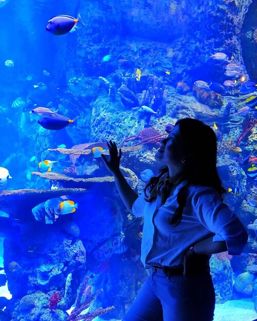 Saturday is fun. Mini citytour trip yg mengedukasi sekali ke @jakartaaquarium Melihat pertunjukan mermaid show dan explore pengetahuan tentang fauna dibawah laut tak hanya fauna saja ada pula serangga madagaskar yg langka ada di @jakartaaquarium .Pertunjukan mermaid show dibagi 3 jadwal dg jam berbeda yaitu jam 1, 3, dan 5_Untuk tiket masuk dibagi menjadi 2 yaitu premium dan reguler, kebetulan aku reguler dg harga weekend 175k dan weekday 150 regular. Untuk info lebih lanjut dapat ke Neo Soho Mall yang ada di Podomoro ...#Clozetteid #influencer #lyfestyle #blogger #소통스타그램 #좋아요#좋반 #선팔 #얼스타그램 #셀카 #셀피#좋아요반사 #likeforlikes #likeforlike#likeforfollow #맞팔 #선팔하면맞팔