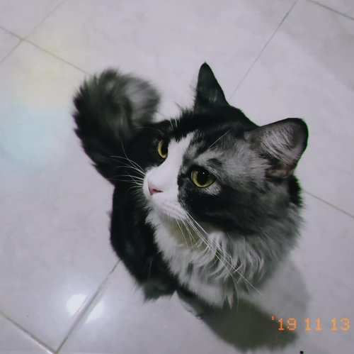 Kucing fotogenikku ≧ω≦#Clozetteid #catlovers #catstagram #mainecoon #persiancat #maincoonstagram #persiancatofinstagram