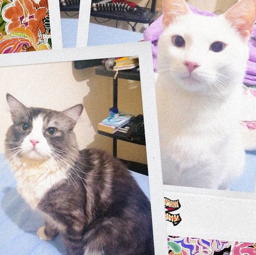 My naughty rascal cats #CatCat & #Keeo 🐱🐈#clozetteid #cat #mainecoon #mixbreed #mixedbreed #catsofinstagram #vintage #Keeo