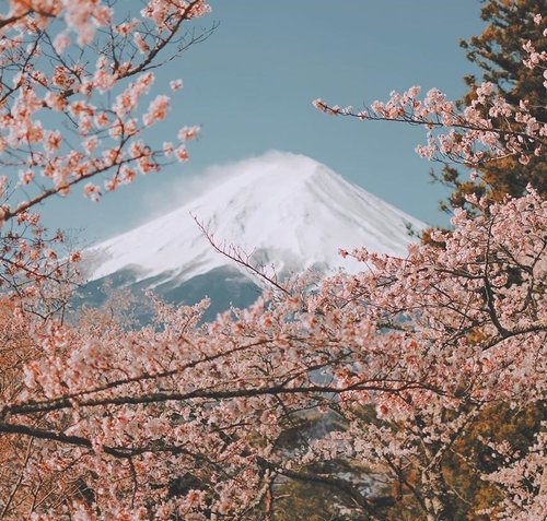 Spot Terbaik Untuk Menikmati Sakura Di Jepang 