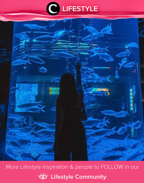 Stress reliever place you should visit after self-quarantine: Jakarta Aquarium! Image shared by Clozette Ambassador @reginabundiarti. Simak Lifestyle Update ala clozetters lainnya hari ini di Lifestyle Community. Yuk, share momen favoritmu bersama Clozette. 