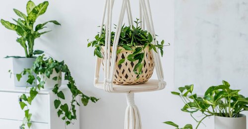 11 best hanging plants to decorate your home with (that won’t die within days)