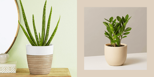 Things That Exist: Indoor Plants That Don't Need Much Sun and Are Perfect for You