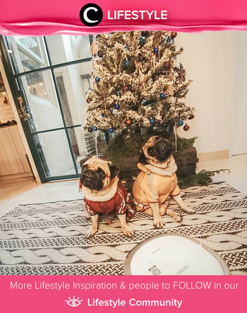 Menggemaskan, Clozette Ambassador @wulanwu share tentang pengalamannya mendekorasi rumah menjelang Hari Natal kemarin ditemani dua anjing pug-nya! Simak Lifestyle Update ala clozetters lainnya hari ini di Lifestyle Community. Yuk, share momen favoritmu bersama Clozette.