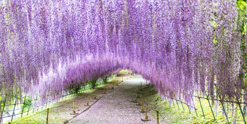 This Wisteria Flower Tunnel in Japan Is the Most Magical Place Ever