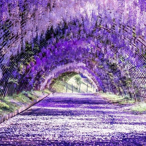 Mengintip Keindahan Lorong Bunga Wisteria  Di Taman Kawachi Fuji 