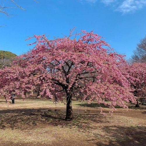3 Taman Yang Menyuguhkan Pemandangan Unik Di Jepang 