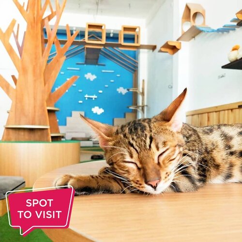 #SpotToVisit This WeekendNeko-Kepo Cat and Cafe @neko.kepo, Jl. Siwalankerto Timur, Surabaya.​Yuk tag teman yang mau kamu ajak ke sini..📷 neko.kepo​#ClozetteID #nekokepo