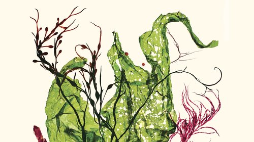 Is Seaweed the Perfect Food?