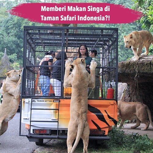 Butuh kegiatan memacu adrenalin? Kamu bisa coba kegiatan Feline Feeding Adventure di @taman_safari Bogor..Yap seperti di foto, kegiatan ini adalah memberi makan belasan singa Afrika secara langsung selama 15 menit yang dipandu oleh trainer dari Taman Safari Indonesia. Kegiatan ini bisa kamu coba secara langsung dengan biaya tambahan Rp250.000..Hayoo siapa berani?.📷 Taman Safari Indonesia#ClozetteID #Tamansafari #felinefeeding