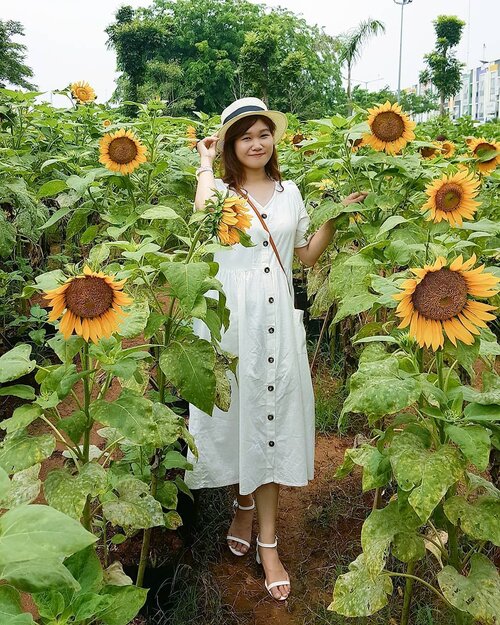 Every flower hides it symbolic meaning and sunflower meanings are adoration, loyalty, longevity, optimism, and good luck 🌻🌻🌻
.
📸: @nuno.nunu
.
#Sunflower #SunflowerField #Flower #ArumdaluFarm #ootdIndo #ClozetteID #Blessed