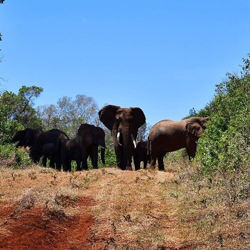 Big group of elephants that I saw just less than 100meters from my eyes 😍 rarely happened 🙏They crossing to go down for water... magical moment for me ❤What a beautiful creatures they are... let them be wild in wild! ❤Say no to animal circus, elephant ride or elephant show 😎#letselephantsbeelephants #wildlife #wild #animal #elephant #safari #kenya #aberdare #instatravel #animallover #clozetteid #starclozetter #instagram #nationalgeographictravel #wwf #travel #traveler #indonesianlivinginbangkok #indonesianmakeupartist #cathainafrica #nature #thistimeforafrica