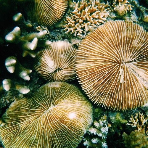 Mushroom corals, one of the coral that I found when I went to snorkeling at Gili Nanggu, f.y.i if you find also this coral please do not touch or move them or they will die... Lets keep our nature as beauty as possible ❤️ #natgeo #nature #sealife #blogger #travelblogger #travelgram #travel #snorkeling #gilinanggu #lombok #indonesia #pesonaindonesia #wonderfulindonesia #cathrinezietraveling #ClozetteID #starclozetter #fblogger #worldtraveler