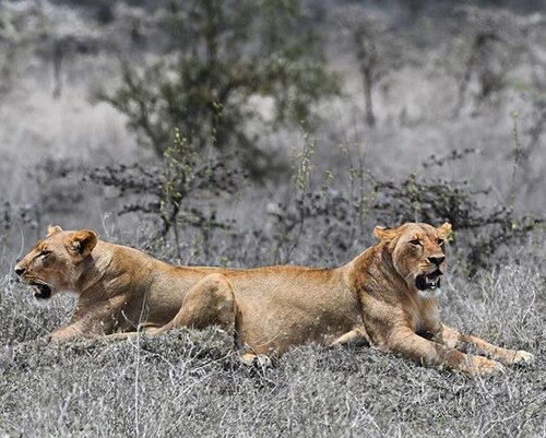 What an amazing creatures.. Throw back from my Africa holiday last month 😊 I felt so lucky that I can met these lions in a wild, the place that their belongs... ❤️❤️❤️
.
Let's wild be wild...
.
.
Oh well, I'll be in Africa again sometimes soon 😉 BUT other side Africa... can't wait for this November ❤️💪🏻💋
.
.
.
.
.

#bangkok #indonesianlivinginbangkok #indonesianmakeupartist #travel #traveler #safari #kenya #nairobi #nairobinationalpark #throwback #holiday #africa #cathainafrica #starclozetter #clozetteid #wildlife #nationalgeography #livingthedream #photography #animals #instagram