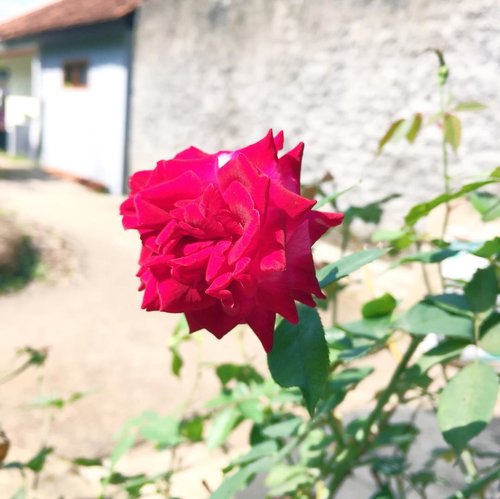 Beberapa tahun yg lalu ke tempat yg sama dan di pot yang sama, hanya saja bunga yg berbeda..yaiyalah, yakali bunganya idup tahunan kaga ganti2...#starclozetter #clozetteid #flower #flora #rose #mawar #summer