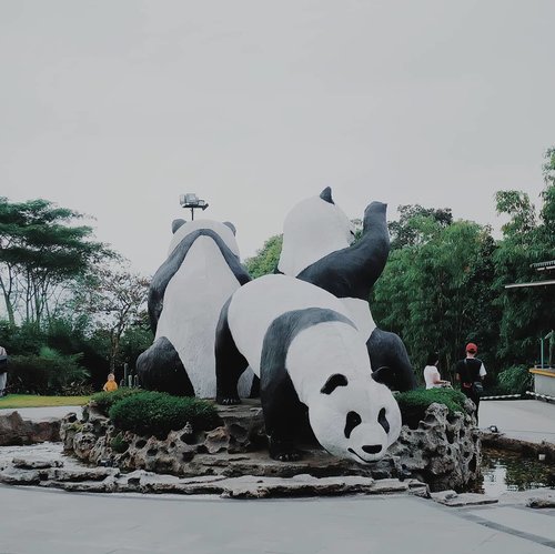 Hello panda, hello panda... ... ... ... #clozette #clozetteid #clozettedaily #tamansafariindonesia