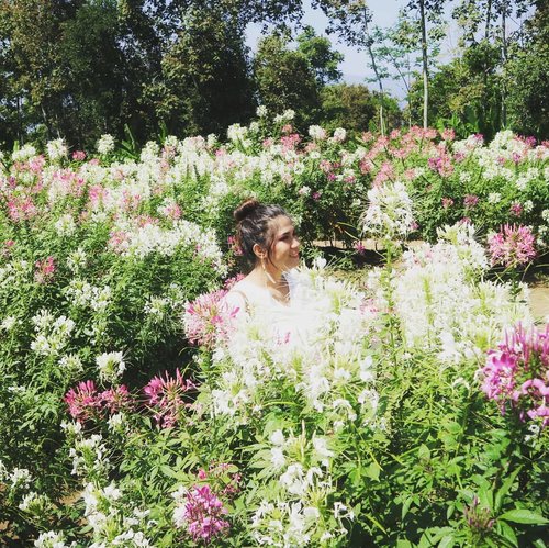 Bloom where you planted #tamanbunga #bandungan #semarang #visitindonesia #centraljava #wisatalokal #jalanjalan #flowergarden #flowers #clozetteid 🌼 : @ajisaputra12
