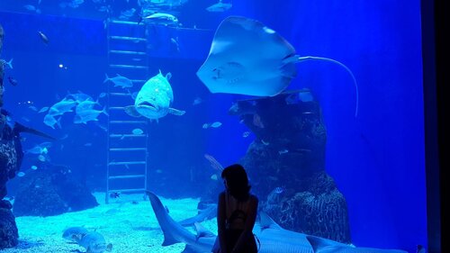 http://www.stephaniesjan.com/2020/01/jakarta-aquarium.html