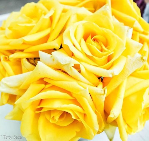 Happy sunday, have a great day ! #rose #flower #beautiful #garden #cy365 #blogger #clozetteid #starclozetter