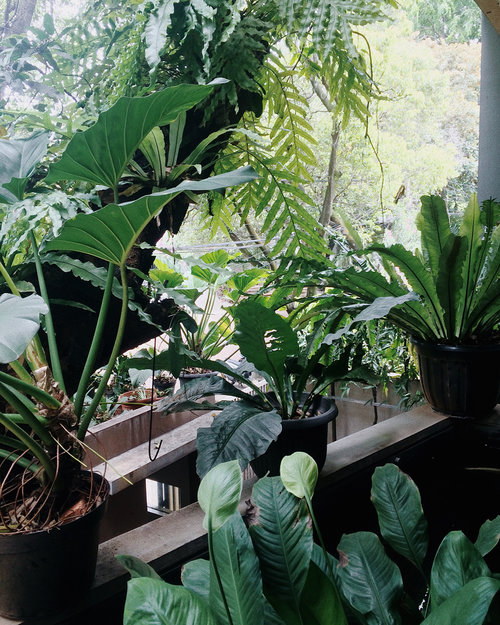 Fiji girl wannabe.•••• #shortgetaway #tropical #airbnb #explorejakarta #balitung #weekend #blogger #clozetteid #tropicalisland #tropicalvibes #senopati #airbnblife #plants  #plantslife
