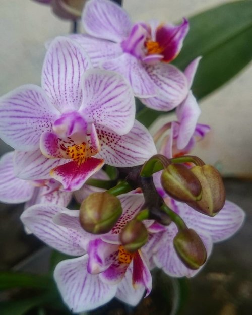 You've got to be one that, wherever you are, like a flower, you've got to blossom where you're planted. You cannot eliminate darkness. You cannot banish it by cursing darkness. The only way to get rid of darkness is light and to be the light yourself.....#anggrekbulan #anggrekbulanmini #flower #orchids #anggrek #minigarden #tanamanhias #tanaman #nature #travelerblogger #womanlifestyle #ritystory #travelerlife #womanentrepreneur #travelgram #womanblogger  #gallery_of_all #belajarmenanam #girlexplorer #clozetteid #mygallery #sonyxperia #homegarden #urbangarden #instagarden #womenwhoexplore #rityminigarden