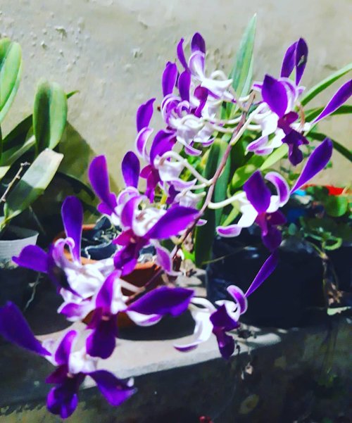 Mu purple "A garden of purple is always in bloom"......#orchids #bunga #minigarden #tanaman #nature #igersasia #travelerblogger #womanlifestyle #ritystory #travelerlife #travelgram #womanblogger #igersindonesia #gallery_of_all #belajarmenanam #girlexplorer #clozetteid #mygallery #sonyxperia #homegarden #urbangarden #instagarden #womenwhoexplore #rityminigarden #berkebun #flower #anggrek #dendrobium #plantlife