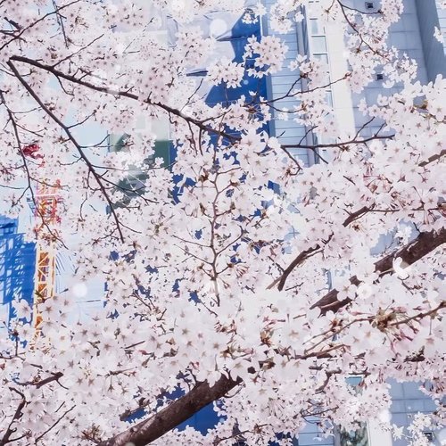 Cherry Blossom is here 🌸
.
.
.
#clozetteid 
#spring 
#springseason 
#koreaspring 
#cherryblossom 
#cherryblossomkorea 
#cherryblossomfestival 
#seoul 
#tephtraveldiary 
#seoul2019 
#southkorea 
#southkoreatrip 
#travelling 
#travelarroundtheworld 
#travelblogger 
#bloggersurabaya 
#bloggerjakarta