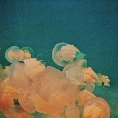 Peliharaanya spongebob nih~.#Clozetteid #jellyfish #ggrep