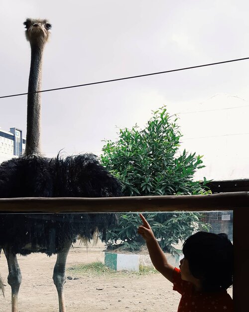 👧: Ibu, kenapa itu lehernya panjang?
👩: soalnya doyan banyak makan, apalagi makan sayur.
.
.
.
Sebuah jawaban sekaligus petuah colongan standar ala ibu-ibu untuk anaknya. Mau tinggi? Banyak makan. Mau jadi pemadam kebakaran? Harus kuat dan sehat jadi banyak makan, apalagi makan sayur.
.
.
Apapaun pertanyaannya, kalau memungkinkan kayaknya semua dijawab pake sisipan "makan banyak, apalagi sayur".
.
.
.
Sekian dan salam tumis kangkung pakai terasi.
.
. 
#blogger #lifeasblogger #familyblogger #bloggerperempuan#Emak2Blogger #KEB #BloggerPalembang #BloggerPalembangKumpul #familybloggerindonesia #momblogger #emakblogger #palembangblogger #momblogger #lifestyleblogger #KEB #bloggercihuy #bloggerindonesia #ClozetteID #mombloggerpalembang #ihblogger #hijabblogger
#travelblogger #travelbloggerindonesia #womantravelblogger #familytravelblogger