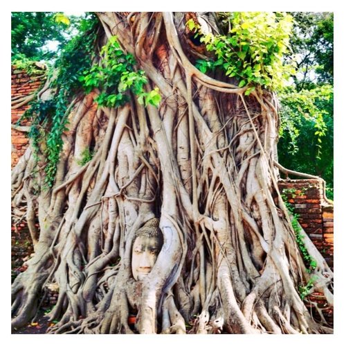 Patung kepala budha yang terbungkus akar pohon 
#watmahathat
#ayutthaya #beautyblogger #indonesianbeautyblogger #starclozetter #clozetteid #blogger #travel #shortescape #holiday #thailand #bangkok #budha #candi #angelkawainthailand