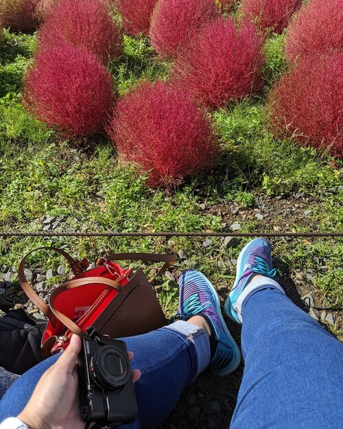 #TopDownView #WheninJapan at #HitachiSeasidePark see Kochia in red

#DinsDayOff #Tokyo #TeamPixel #LibraSeasonTrip  #ClozetteID #aColorStory