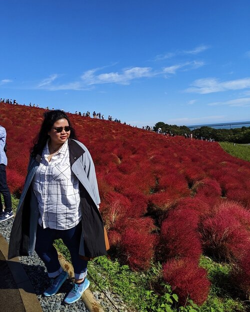 FINALLY it is sunny day again!
Perfect weather for trip to Hitachi Seaside Park ♥️
Too bad I didn't get in to that Ferris Wheel. I'd recommend to spare a whole day to enjoy Hitachi Seaside Park. To enjoy the whole park, take a bike or the train to round the whole park. Or hike all the way through. Then have a picnic lunch at the park. There were park bench you can share or borrow a picnic mat.

I only have like half a day, and I think I missed a lot, especially the Ferris Wheel, I missed the Ferris Wheel. And for some strange reason, I wish a try the choo choo train around the park. HAHAHAHA.

#DinsDayOff #WheninJapan #Tokyo #TeamPixel #RX100 #SonyforHer #LibraSeasonTrip #thisisjapan #exploringjapan #discoverjapan #ipreview #ClozetteID #aColorStory