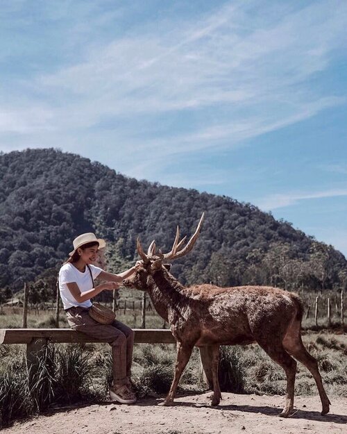 Sharing stories with nature is very beautiful 🦌✨..📷: @chrstiaan_ .#explorebandung #exploreindonesia #wonderfullindonesia #pesonaindonesia #rancaupas #ootdstyle #style #styleblogger #ootdindo #fujifilmxt20 #pursuitofportraits #ggrep #clozetter #clozetteID #tribepost #fashionblogger #bloggerstyle #bloggerfashion#bloggermafia #ootdfashion #ootdstyle #influencer #influencerstyle #charisceleb #indobeautygram