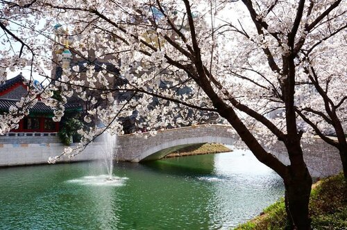 .
Hello Friday, yang sedih WFH diperpanjang sampai 14 April tetap semangat supaya kita kembali sehat :)
.
Ceirta kali ini tentang Festival Cherry Blossom di Danau Seokchon yang diadakan setiap musim semi di Taman Naru Songpa, sebuah taman danau yang mengelilingi Lotte World. Danau Seokchon memiliki sekitar 1.000 pohon cherry blossom yang membentuk terowongan bunga di sekitar danau, menciptakan pemandangan yang menakjubkan di musim semi
.
Selain itu festival ini menawarkan acara dan kegiatan yang menyenangkan bagi keluarga dan ada pula tempat wisata terdekat lainnya termasuk Lotte World Tower & Mall :)
.
Where : 136, Samhaksa-ro, Songpa-gu, Seoul (서울특별시 송파구삼학사로 136)
.
🇰🇷 @ktoid
#timetravel #spring #cherryblossom #visitseoul #seokchonlake #akudankorea #kekoreaaja #ktoid #wowkoreasupporters #springinkorea #workwithhappy #playwithhappy #neverstopplaying #dearbeautylove #clozetteid #zilingoid #foodies #foodporn #foodphotography #foodgasm #loveyourself #speakyourself #neverafraid #changedestiny #daretobedifferent #ajourneytowonderland #like4like #march #2020