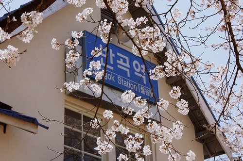 .
Bangok Station is a very old train station, the cherry blossoms are so beautiful in spring! .
Where : 154 Bangok-dong Wonju-si Gangwon-do
.
#timetravel #spring #cherryblossom #SaveAjaDulu #visitseoul #bukchonhanokvillage #akudankorea #kekoreaaja #ktoid #wowkoreasupporters #springinkorea #workwithhappy #playwithhappy #neverstopplaying #dearbeautylove #clozetteid #zilingoid #foodies #foodporn #foodphotography #foodgasm #loveyourself #speakyourself #neverafraid #changedestiny #daretobedifferent #ajourneytowonderland #like4like #april #2020