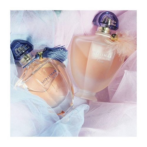 And Guerlain understands how to pour the Emperor's love to the Princess by making these delicate creations with modern twist for the classic Lady nowadays ♡
•
•
#finefragrance #profumo #perfume #parfum #clozetteid #clozetteco #COTW #clozetters #clozette #fdbeauty #bblogger #beautyblogger #guerlain #shalimar #instamood #vscocam #instastyle #classic #vintage #fragrance