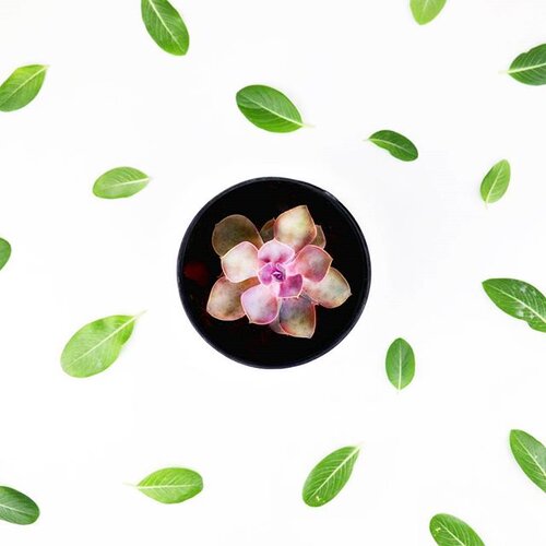 Trust me, you are one in a million.
__
#plant #cactus #flatlay #flatlayphotography #productphotography #ClozetteID