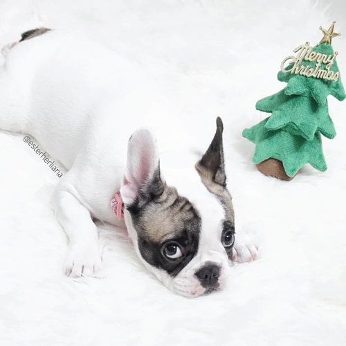Can't wait for christmas!  Happy christmas eve everyone 🎈💚🎄...frenchbulldog #frenchy #frenchie #frenchiesofinstagram #dogsofinstagram #dogdailyfeaturesss #cutedogs #clozetteid #christmaseve #cutedog #cutefrenchie