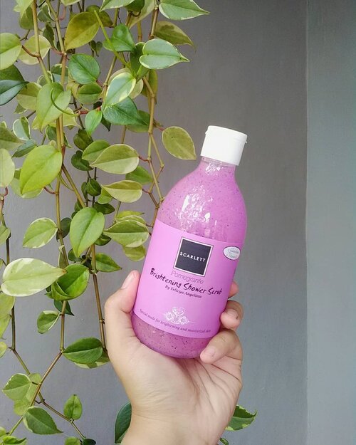 Beberapa hari yang lalu aku bahas lulur atau body scrub dari @scarlett_whitening ini. Nah, sekarang aku mau bahas sabun mandinya atau juga disebut shower scrub karena dalam sabun mandi ini terdapat butiran scrub yang bisa ngangkat sel kulit mati. Shower scrub ini sebenarnya punya tiga varian (pomegrante, mango, cucumber), tapi aku cuma beli satu varian aja yang pomegrante.
.
🔹 Packaging :
- Kemasannya berbentuk botol plastik transparan yang cukup elastis jadi bisa ngeluarin produk dengan mudah
- Ada emboss tulisan 'scarlett' beserta hologram dibagian botol
- Tutup botolnya berbentuk flip-flop berwarna putih yang cukup kokoh, tapi jujur aku berharap tutup botolnya berbentuk pump, hehe
- Semua keterangan tentang produk ini tercantum dikertas yang ditempel pada botolnya, yang sayangnya kalo sering kebasahan kertasnya bisa ngelupas
.
🔹 Isi Produk :
- Shower scrub varian pomegrante ini berwarna ungu dengan butiran scrub warna biru dan ada sedikit warna oranye
- Tekstur shower scrubnya agak cair menurutku, sementara tekstur scrubnya kecil-kecil jadi lembut banget dikulit
- Aromanya manis dengan sedikit agak mint, sama persis dengan aroma body scrubnya
- Buatku yang sebelumnya selalu pake sabun mandi dengan finish kesat, menurutku shower scrub ini terlalu licin dikulitku
- Isinya lumayan banyak yaitu 300ml
.
🔹 Cara Pemakaian :
- Basahi tubuh dengan air
- Usap sabun diseluruh bagian tubuh (bisa pake secara langsung atau pake shower puff)
- Bilas dengan air
.
🔹 Mini Review :
Sama seperti body scrubnya, shower scrub ini juga mengandung Glutathione yang bisa mencerahkan kulit dan Vitamin E yang bagus banget buat kulit. Aku suka pake shower scrub ini menggunakan shower puff biar busanya jadi lebih banyak. Shower scrub ini terbukti bikin kulitku jadi lebih bersih, lembut dan lembab. Tapi kalo untuk mencerahkan lagi-lagi harus bertahap ya. Aku suka banget wangi varian pomegrante ini. Sementara aku masih harus beradaptasi dengan finishnya yang licin, hehe. Tapi aku bakal lanjutin pake shower scrub ini sampe abis sih.
.
.
#clozetteid #scarlettwhitening #showerscrub #pomegrante #bodycare #review #bodycareroutine #bodycarereview #beauty #blogger #mantrianarani