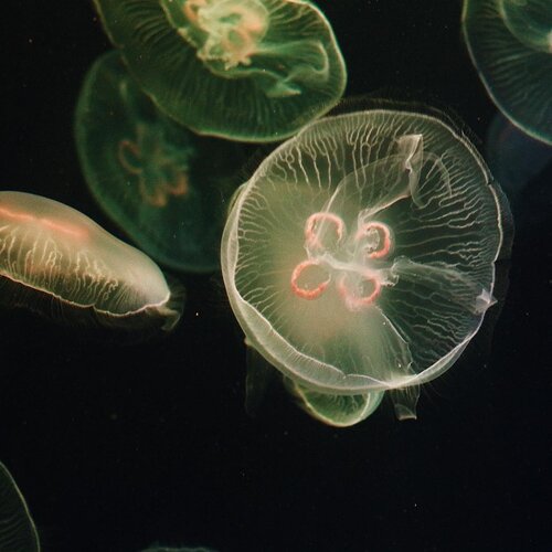 Beautiful creatures don’t ask for attention 👀#seaaquarium #jellyfish #exploresingapore #travelwithjssica.... ..#clozetteid #lifestyleblogger #fashion #blogger #fashionblogger #wiwt #potd #vscocam #eosm10 #lovelife #instagood #streetstyle #potd #eosmdiaries #ggrep #ggrepstyle #cgstreetstyle #streetfashion #setterspace