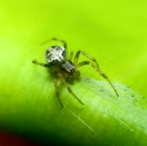 Teringat punya lensa makro ala-ala. Sambil berjemur di teras, sambil hunting sikit laaah.. Sebelum punya lensa makro beneran, lensa miniso ae dulu lah yaaaa, hahaha. 🤣😆..#clozetteid #lisnamotret #lisnadwiphoto #macrophoto #macrophotography #OPPOF7 #starclozetter #naturephotography #spider #spiderman #bukan #avengers apalagi #avengersendgame