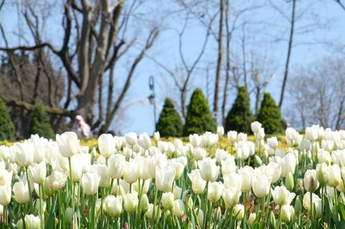 I wonder when I can re-enjoy this beauty. Soon insyaaAllah. Aamiin. .
.
#clozetteid #throwback #wheninturkey #terfujilah #xt1 #fujifilm #tulips #flower #life #turkey #spring #lisnadwiphoto #travel #traveling